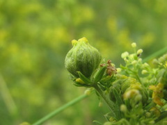 Aceria galiobia