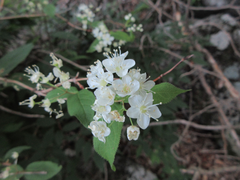 Deutzia glabrata