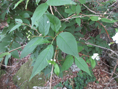 Deutzia glabrata