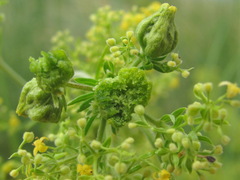 Aceria galiobia