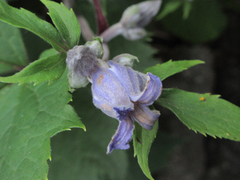 Clematis heracleifolia
