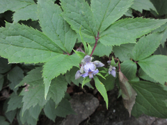 Clematis heracleifolia