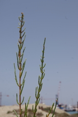 Salicornia fruticosa