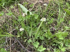 Trifolium repens