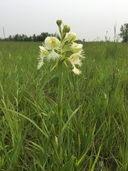 Platanthera praeclara