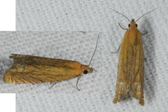 Lathronympha strigana