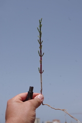 Salicornia fruticosa