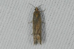 Lathronympha strigana