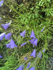 Campanula cochleariifolia