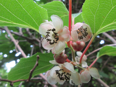 Actinidia arguta