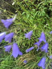 Campanula cochleariifolia