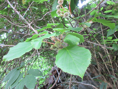 Actinidia arguta