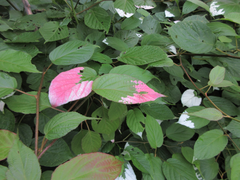 Actinidia kolomikta