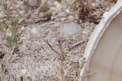 Matthiola tricuspidata