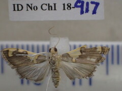 Rehimena infundibulalis
