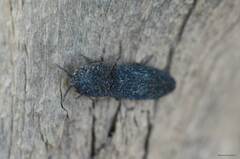 Lacon punctatus