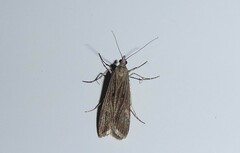Eudonia atmogramma