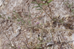 Matthiola tricuspidata
