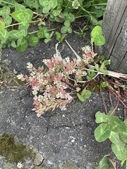 Sedum hispanicum