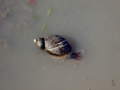 Succinea australis