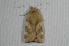 Noctua fimbriata