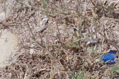 Matthiola tricuspidata