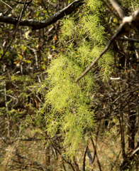 Asparagus buchananii