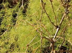 Asparagus buchananii