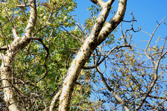 Steganotaenia araliacea
