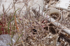 Matthiola tricuspidata