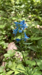 Corydalis curviflora