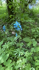 Corydalis curviflora