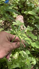 Corydalis curviflora