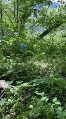 Corydalis curviflora