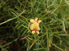 Jacksonia spinosa