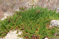 Limbarda crithmoides