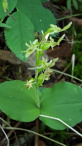 Image of Auricled Twayblade (Neottia auriculata) by (c) Norma Malinowski, some rights reserved (CC BY)