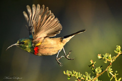 Cinnyris chalybeus albilateralis