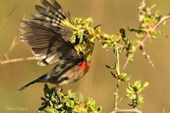 Cinnyris chalybeus albilateralis