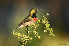 Cinnyris chalybeus albilateralis