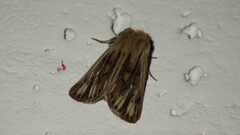 Mythimna anderreggii