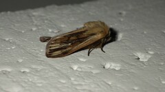 Mythimna anderreggii