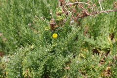 Limbarda crithmoides