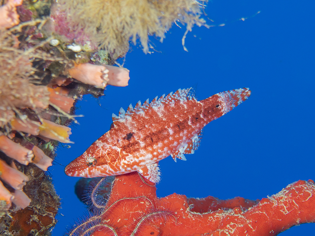 Mental wrasse (Oxycheilinus mentalis) — Labridae