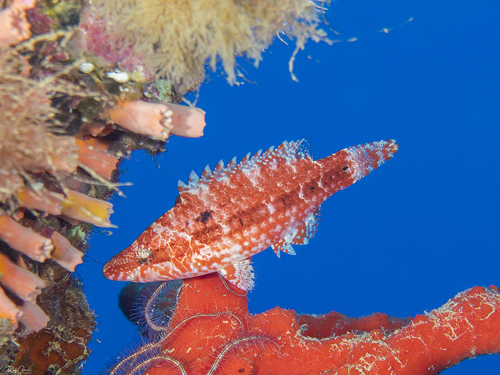 Kin-maorilipvis (Oxycheilinus mentalis) — Labridae