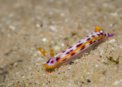 Hypselodoris maculosa