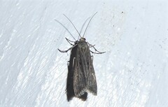 Eudonia atmogramma