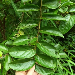 Glochidion zeylanicum
