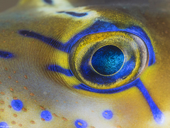 Canthigaster cyanospilota