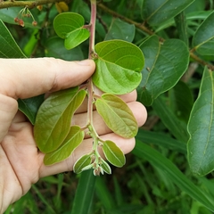 Glochidion zeylanicum